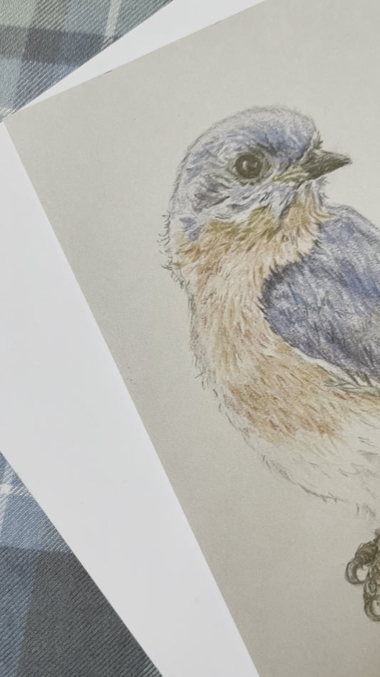 Fine Art Print: Bluebird Study