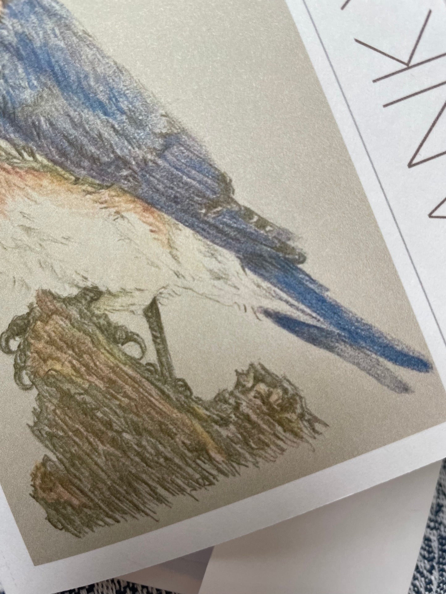 Bluebird, thank you note card