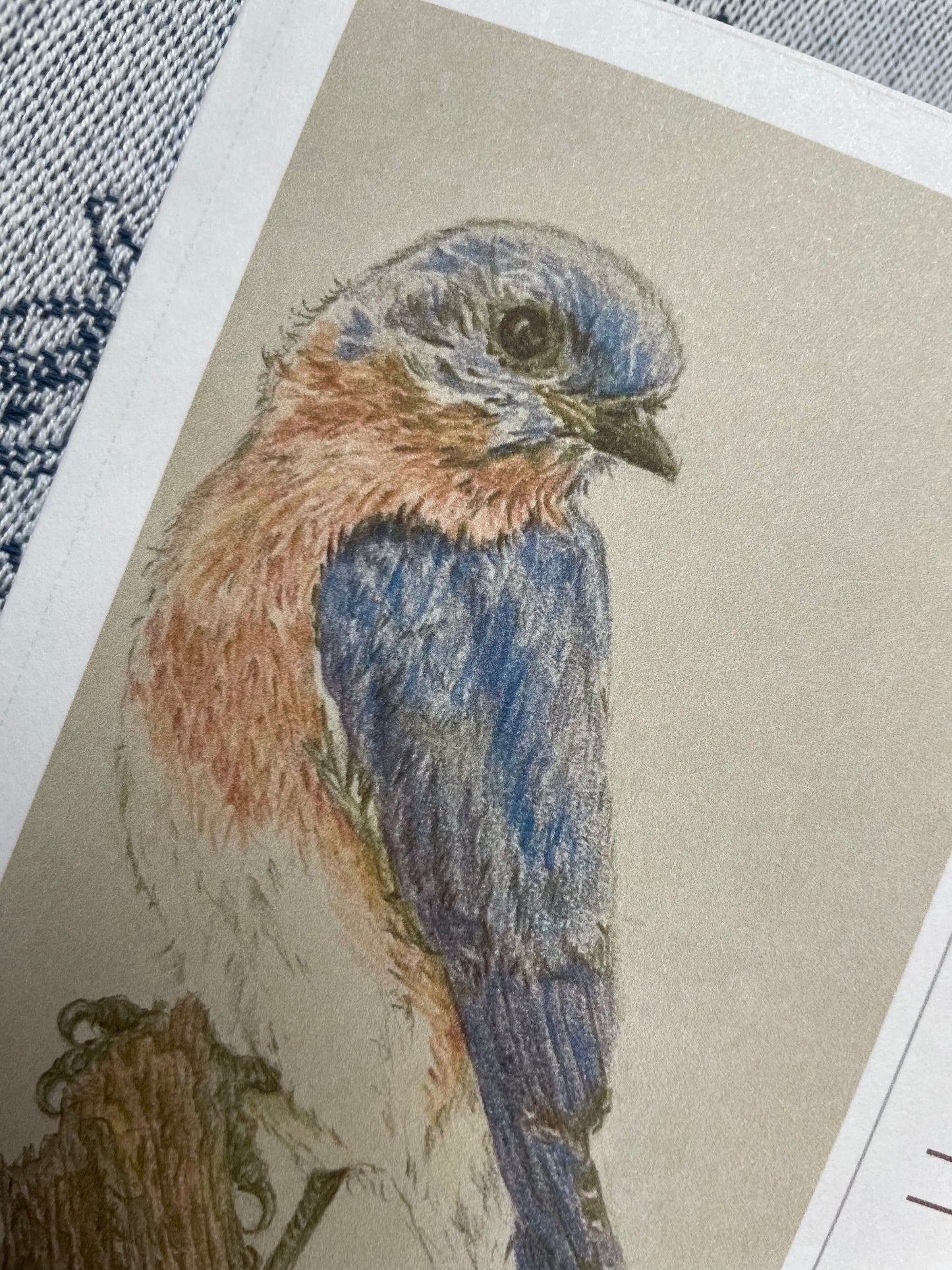 Bluebird, thank you note card