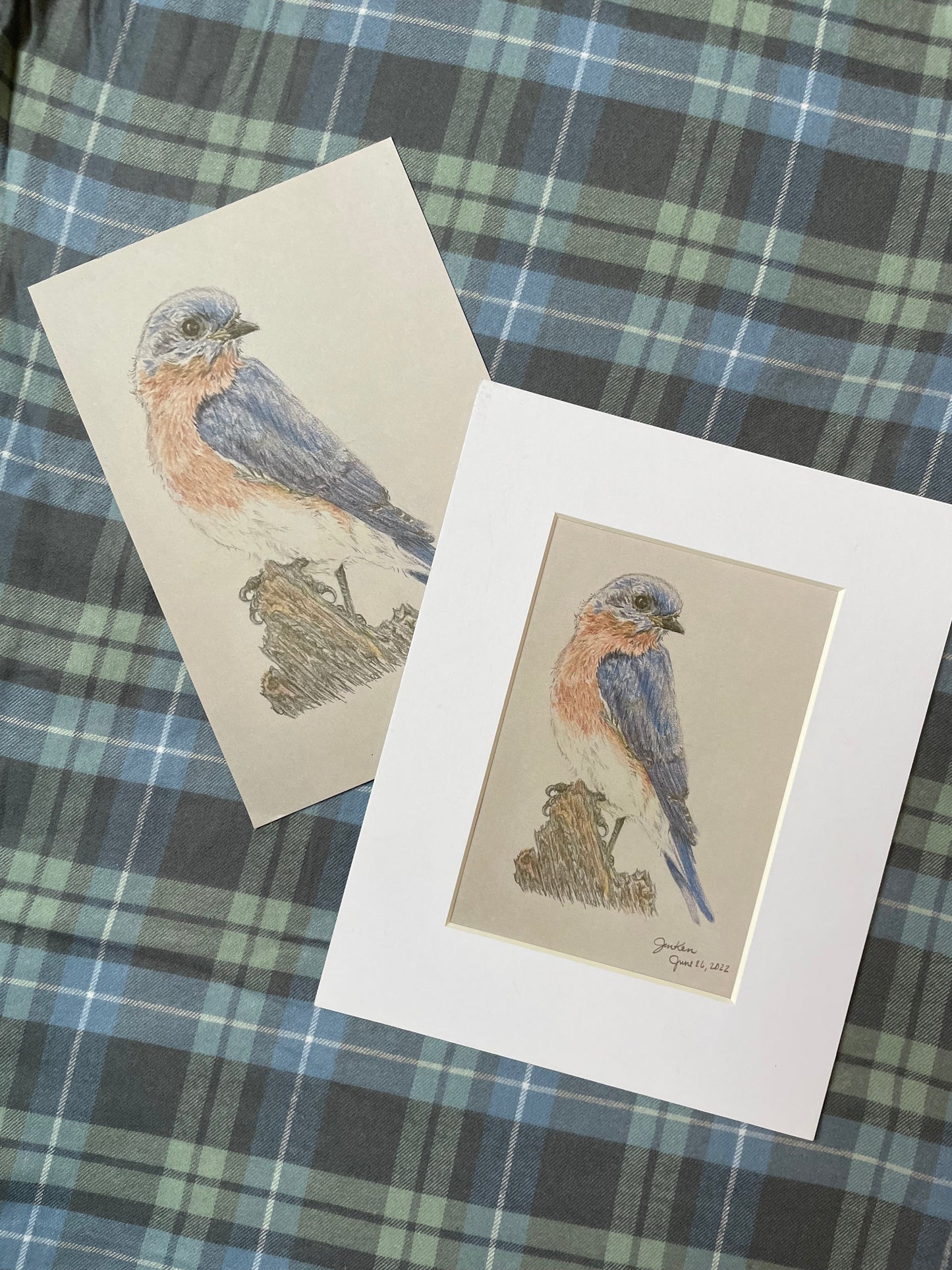 Fine Art Print: Bluebird Study
