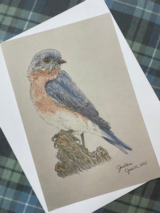 Fine Art Print: Bluebird Study